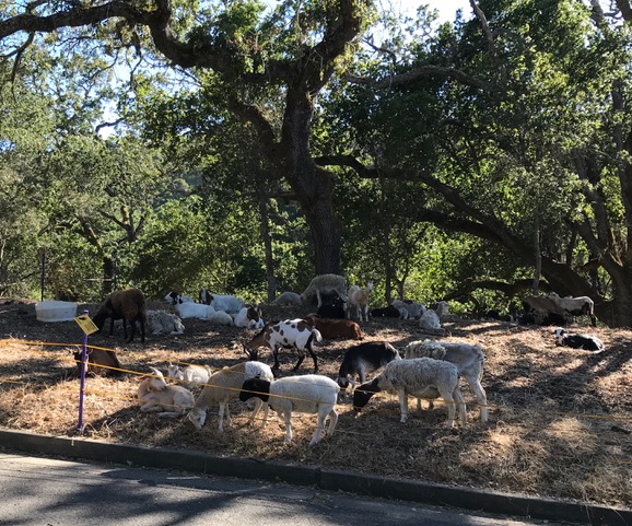 Photo of goats grazing