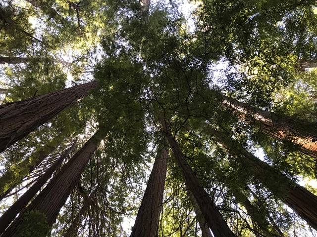 Photo of tall trees from the ground
